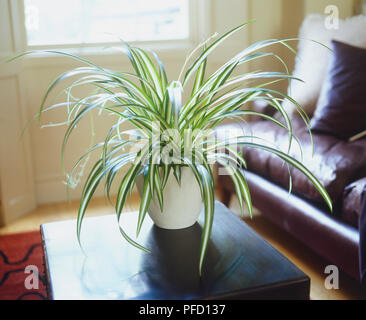 Chlorophytum comosum 'Vittatum', Spider Plant growing in white ceramic pot standing on living room coffee table. Stock Photo