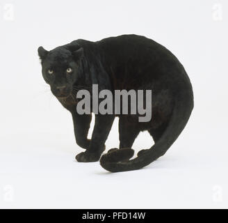 Standing Black Panther (Panthera pardus) with curled tail resting on the floor by its side, side view. Stock Photo