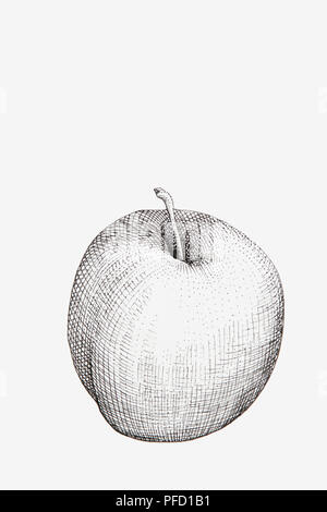 Black and white ink pen drawing of apple Stock Photo