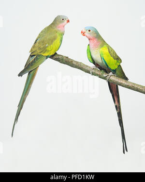 Front/side view of a male Alexandra's Parrot, and rear view of a female of the breed. Both have a slender build, long wings, long tail for distant flight, and tail feathers graduated in length. Stock Photo