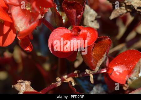 Begonia F1 Devil red Stock Photo - Alamy