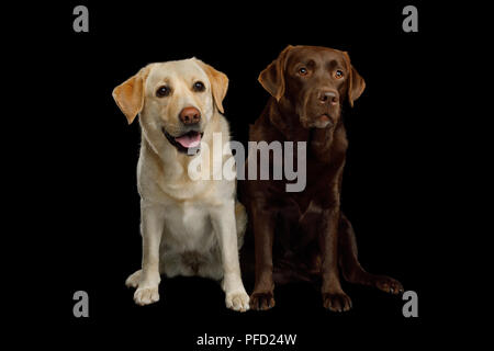Two Labrador retriever dogs sitting on isolated black background, front view Stock Photo