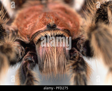 Tarantula, Tarantulas, Theraphosidae, detail of hairy head with small shiny black eyes and sharp fangs. Stock Photo