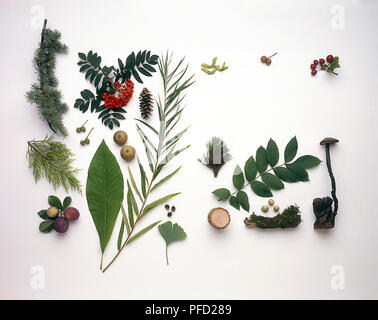 Collection of leaves, fruit, seeds, wood, including leaves from Blue Atlas cedar, Monterey cypress, magnolia, willow, gingko, ash, pine cones, hazelnuts, sycamore seeds, rowan berries, acorns, oak wood, moss, plums, apples and ornamental apples, fungus Stock Photo