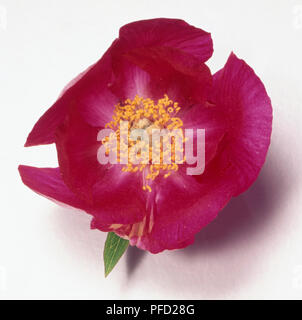 Paeonia officinalis, common peony flower, bright deep pink above view ring of yellow stamens. Stock Photo