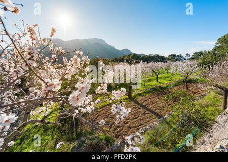 Flowering almond trees in the countryside of Mallorca. Spain Stock Photo