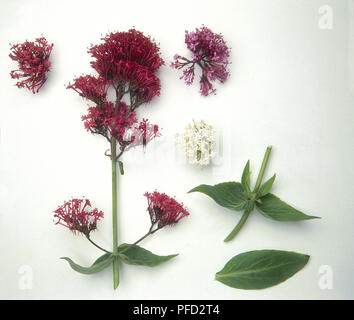 Centranthus ruber species, red valerian stem with green long stalk and bright red cluster of small tube-like flowers. Stock Photo