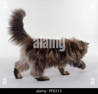 Tortie Tabby Persian longhaired cat walking, bushy tail in the air, rear-side view. Stock Photo