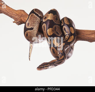 Royal python (Python regius) wrapped around a branch Stock Photo
