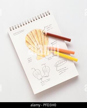 Three colouring pencils and drawing of scallop shell on sketch pad Stock Photo