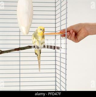 Yellow budgie being hand-fed through metal bars of cage, cuttlefish bone hanging nearby Stock Photo