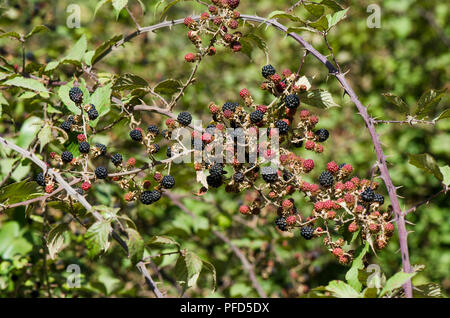 Wild Blackberry fruit growing on plant, Rubus fruticosus, Blackberries, Spain. Stock Photo