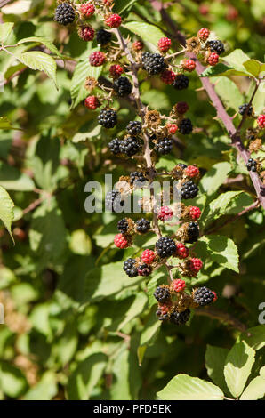 Wild Blackberry fruit growing on plant, Rubus fruticosus, Blackberries, Spain. Stock Photo