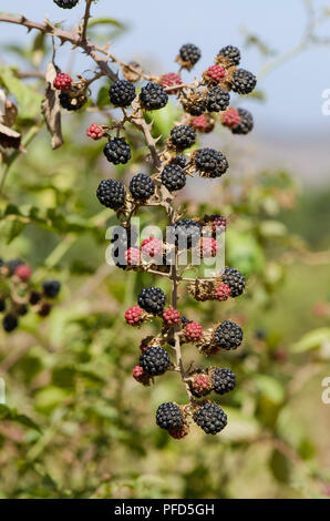 Wild Blackberry fruit growing on plant, Rubus fruticosus, Blackberries, Spain. Stock Photo