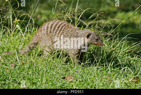 Banded mongoose standing in grass, Masai Mara Game Reserve, Kenya Stock Photo