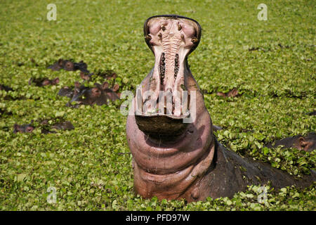 Hippopotamus yawning in pond covered with water hyacinths, Masai Mara Game Reserve, Kenya Stock Photo