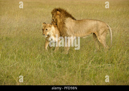 Lions preparing to mate in long grass, Masai Mara Game Reserve, Kenya Stock Photo