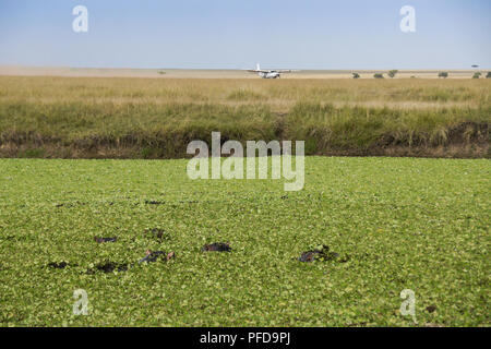 Hippos wallow in pool covered with water hyacinth, while a plane lands on an airstrip in the background, Masai Mara Game Reserve, Kenya Stock Photo