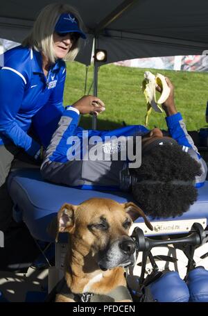 Team Air Force Veteran Anthony Pearson receives medical treatment during the track & field events, June 2, 2018, at the DoD Warrior Games while his service dog, Rocky, waits by his side. The Warrior Games, taking place June 1-9, 2018, at the U.S. Air Force Academy in Colorado, are a Paralympic-style competition for wounded, and injured service members from all U.S. branches of service and this year include teams from the United Kingdom Armed Forces, Australian Defence Force and Canadian Armed Forces. Stock Photo