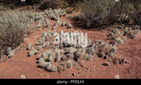 Cacti and dramatic rock formations in the Quebrada Palmira and Canyon del Inca, near Tupiza, Bolivia Stock Photo