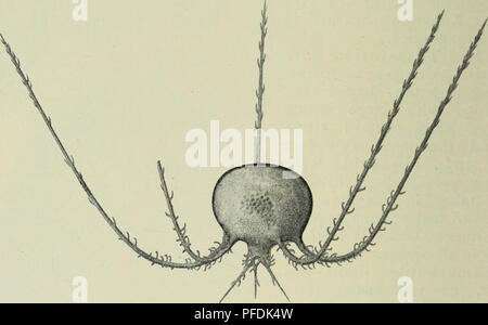 Creatures In The Deep Layers Of The Sea. Sample of creatures in under ...