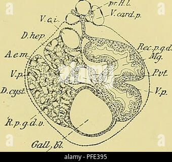 This study focuses on the development of the head and vascular system ...