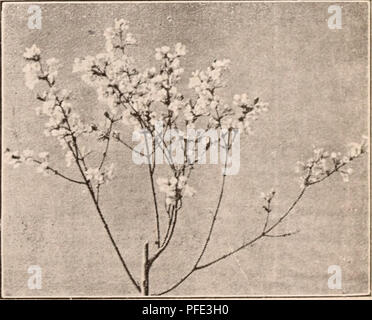 . Descriptive catalogue of flowering, ornamental trees, shrubs, bulbs, herbs, climbers, fruit trees, &amp;c., &amp;c., &amp;c. / for sale by the Yokohama Nursery Co., Limited.. Nursery Catalogue. CATAI.()GUP: of the YOKOIIAIVIA nursery Co., Lti>. (IDllj. Daplme odora, white flowering Daphne odora, Avhitc margined leaves, Avhite flower (pot grown) Dapliue odora, white margined loaves, pink flo>er (i)ot grown) Dapliiie geiikwa, pretty Lilae-like flowers in rae(>me. Fatsia japoiiica, (Aralia Sieboldi) well known garden tree, its luxuriant evergreen lustrous foliages deserve high commend Stock Photo