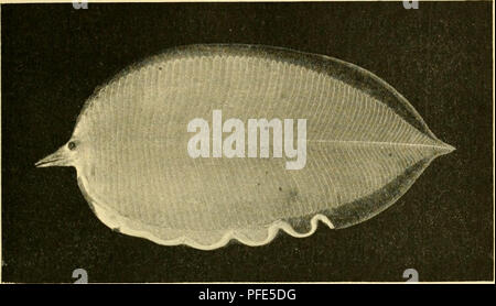 Creatures In The Deep Layers Of The Sea. Sample of creatures in under ...