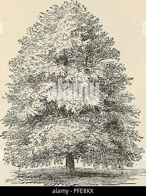 This horticultural catalogue presents a wide range of ornamental trees, plants, vines, and fruits available for planting. It includes detailed descriptions of species like Acer Rubrum (Scarlet Maple) and the Ash-leaved Maple, highlighting their aesthetic and environmental benefits in landscaping and gardening. Stock Photo
