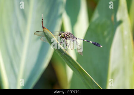 Dragonfly close-up on a leaf with a green background Stock Photo