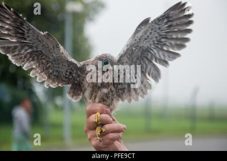 A just-banded eyasse, a baby kestrel falcon (Falco tinnunculus), extends its wings on Chièvres Air Base, Belgium, June 8, 2018. Stock Photo