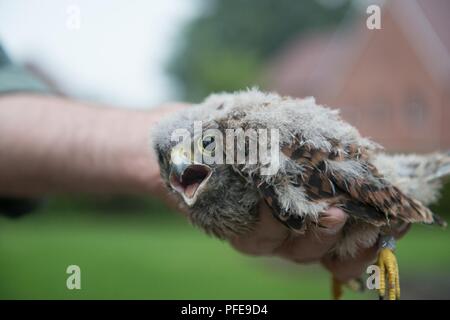 A volunteer for the Belgian non-profit Noctua.org holds a just banded eyasse, a baby kestrel falcon (Falco tinnunculus), one of the protected bird species nesting on Caserne Daumerie in Chièvres, Belgium, June 8, 2018. Stock Photo