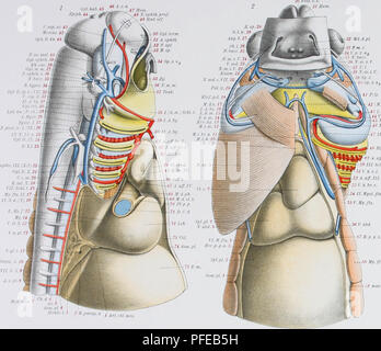 This scientific study discusses the development of the head and ...