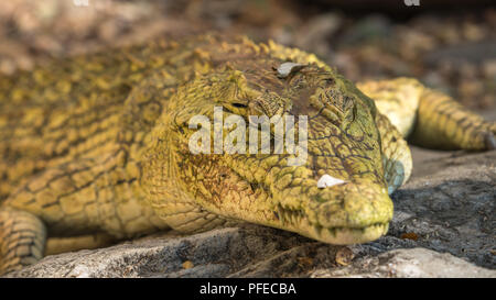 An albino crocodile Stock Photo