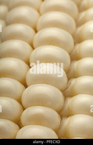 White Sweet corn vegatable closeup corn seeds background Stock Photo