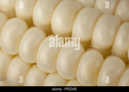 White Sweet corn vegatable closeup corn seeds background Stock Photo