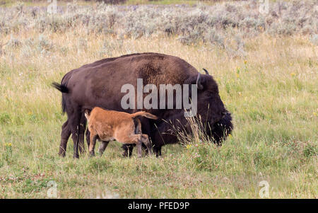 American buffalo's family at Yellowstone National Park with their calf Stock Photo