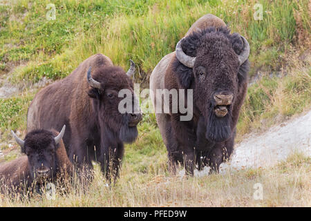 American buffalos  at Yellowstone National Park Stock Photo