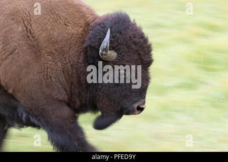 Running American Buffalo Bull (Bison bison) Close Up Stock Photo