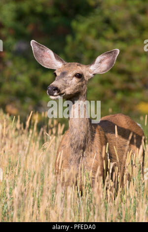 Female Mule Deer, East Entrance of Yellowstone National Park Stock Photo