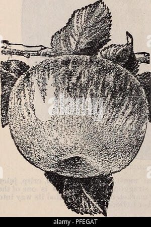 . Descriptive catalogue of the best and proved varieties of apples .... Nurseries (Horticulture) Illinois Arlington Heights Catalogs; Fruit trees Seedlings Catalogs; Fruit Seeds Catalogs; Flowers Catalogs. WILLOW TWIG. Doiiiiuie.—A large, iine, striped apple, a vigorous grower, and a profuse bearer, succeeds well in nearly all the Western States, attains a great size ; December to April. Golden Russet.—Fruit large, roundish, conic, shaded dull red in the sun, with light russet on most of ihe surface, flesh golden yellow, solid, crisp, tender, Avith a fine, rich sub-acid flavor; tree vigorous a Stock Photo