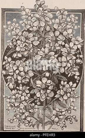 . Descriptive catalogue of fruit and ornamental trees, evergreens, grape vines, shrubs, bulbs, etc.. Nurseries (Horticulture) Ohio Catalogs; Trees Catalogs; Nursery stock Catalogs. 52 THE STORRS &amp; HARRISON CO.'S CATALOGUE Corcorus (Kerria.) JAPAN {Japonica)—A slender shrub, four or five feet high, with beautiful double yellow blossoms from July to October. VARIEGATA—A very slender grower with small green leaves edged with white. Daphne. MESEREUM PINK—(Mezereum)—Desirable because of blossoming so early, be- fore any other shrub, pink flowers borne in clusters. A very hardy shrub of • dwarfi Stock Photo