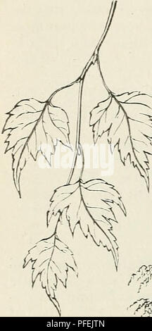 . Descriptive catalogue of ornamental trees, shrubs, hardy perennial plants, etc. : twenty-fifth edition. Ornamental trees Catalogs; Shrubs Catalogs; Roses Catalogs; Flowers Catalogs. 10 ELLWAyGEH d- BARRY'S CATALOGUE.. Please note that these images are extracted from scanned page images that may have been digitally enhanced for readability - coloration and appearance of these illustrations may not perfectly resemble the original work.. Ellwanger &amp; Barry; Ellwanger &amp; Barry; Henry G. Gilbert Nursery and Seed Trade Catalog Collection. Rochester, N. Y. : Ellwanger &amp; Barry