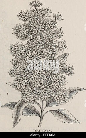 . Descriptive and illustrated catalogue : fruit and ornamental trees, shrubs, plants, etc.. Nurseries (Horticulture) Ohio New Carlisle Catalogs; Fruit trees Seedlings Catalogs; Fruit Seeds Catalogs; Plants, Ornamental Catalogs; Trees Seedlings Catalogs; Flowers Seeds Catalogs. Fur it am) Ornamental Treks, Shrubs, Plants, Etc. 49 Currant (Ribes). CRIMSON FLOWERING (Sanguineum)—Small deep flowers, blooming abund- antly and early in Spring'. YELLOW FLOWERIXG < An renin)—Bright shining leaves and yellow flowers. Daphne. MEZEREUM PINK {Mesen urn)—Flowers appear very early, before the leaves, and Stock Photo