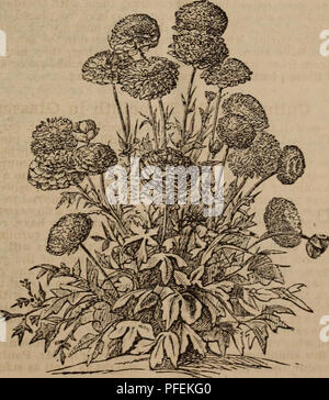 . Descriptive catalogue of Dutch and other splendid flowering bulbs. Seeds, Catalogs; Bulbs (Plants), Catalogs; Trade catalogs , Seeds; rbgenr. HYACINTHS. 7 4. Use rain or pond water. 5. Do not change the water, but keep a small lump of charcoal at the bottom of the glass. 6. Fill up the glasses with water, as the level sinks by the feeling of the roots and by evapo- ration. 7. When the bulb is placed, put the glass in a cool, dark cupboard, or in any place where light is excluded, there to remain for about six weeks, as the roots feed more freely in the dark. 8. When the roots are freely deve Stock Photo