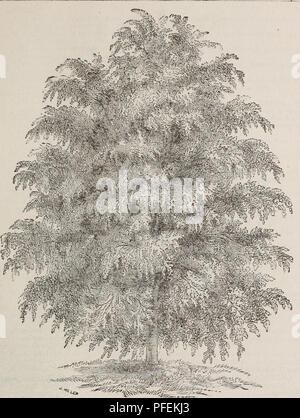 zigzag plant etching zigzag plant etching