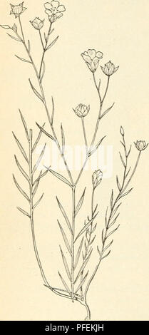 This catalogue provides descriptions of useful fiber plants, including Flax (Linum), detailing their structural and economic uses across different species and regions around the world. Stock Photo