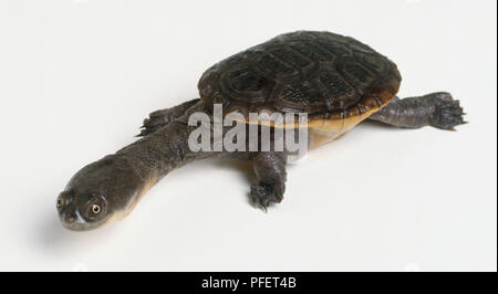 Common Snake-necked Turtle, Chelodina longicollis, a long neck extends from the carapace of the snake-necked turtle. Stock Photo