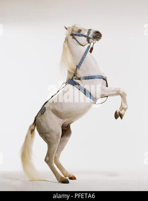 Arab horse (Equus caballus) posing standing on hind legs, side view. Stock Photo