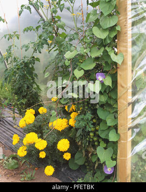 Marigolds planted together alongside tomatoes and Morning glory climber. Stock Photo